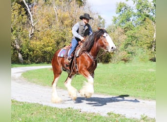 Clydesdale, Gelding, 5 years, 16 hh, Roan-Bay