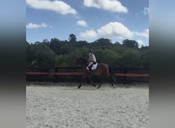 Clydesdale Mix, Gelding, 5 years, 16,1 hh, Bay