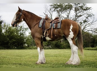 Clydesdale, Gelding, 5 years, 17 hh, Bay