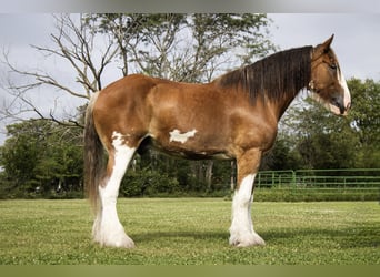 Clydesdale, Gelding, 5 years, 17 hh, Bay