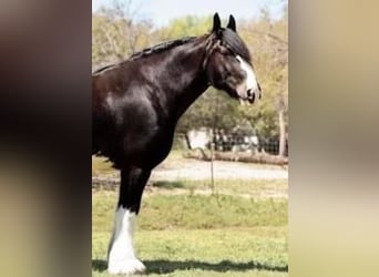 Clydesdale, Gelding, 6 years, 18 hh, Black