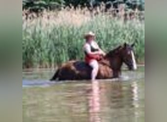 Clydesdale, Gelding, 7 years, 17 hh, Bay