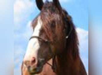 Clydesdale, Gelding, 7 years, 17 hh, Bay