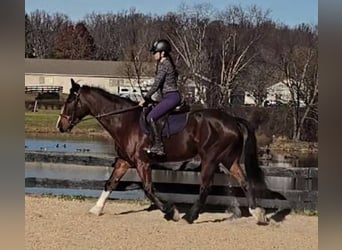 Clydesdale, Gelding, 8 years, 16.1 hh, Bay