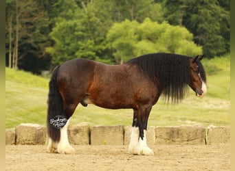 Clydesdale Mix, Gelding, 8 years, 16 hh, Bay-Dark