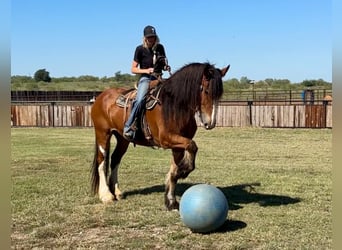 Clydesdale, Wallach, 8 Jahre, 17 hh, Roan-Bay