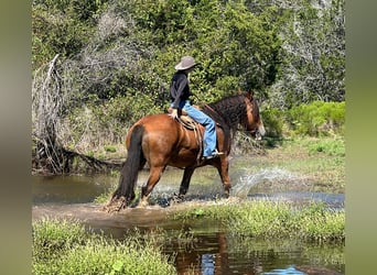 Clydesdale, Wallach, 8 Jahre, 17 hh, Roan-Bay