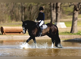 Clydesdale, Gelding, 9 years, 16 hh, Bay