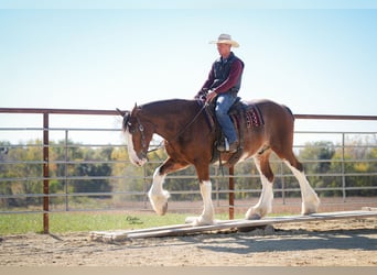 Clydesdale, Gelding, 9 years, 17.1 hh, Bay