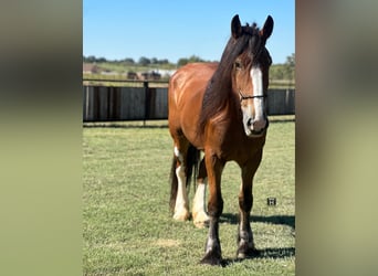 Clydesdale, Gelding, 9 years, 17 hh, Roan-Bay