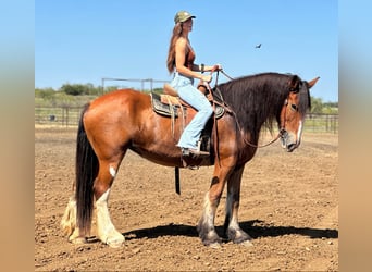 Clydesdale, Gelding, 9 years, 17 hh, Roan-Bay