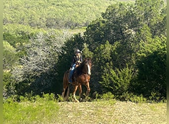 Clydesdale, Gelding, 9 years, 17 hh, Roan-Bay