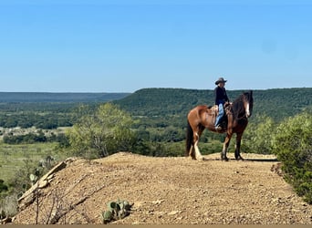 Clydesdale, Gelding, 9 years, 17 hh, Roan-Bay