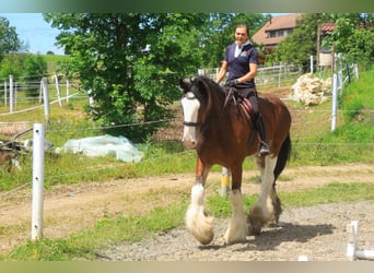 Clydesdale, Gelding, 9 years, 18.1 hh, Brown Falb mold