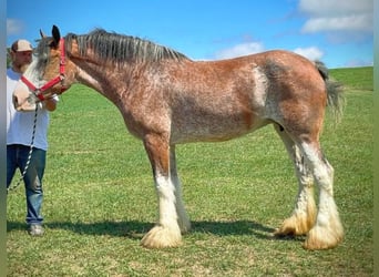 Clydesdale, Giumenta, 11 Anni, 173 cm, Baio roano