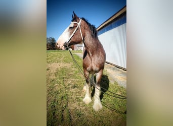 Clydesdale, Giumenta, 11 Anni, 173 cm, Baio roano