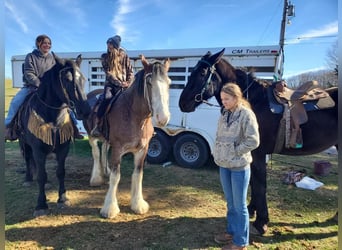 Clydesdale, Giumenta, 11 Anni, 173 cm, Baio roano