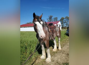 Clydesdale, Giumenta, 11 Anni, 173 cm, Baio roano