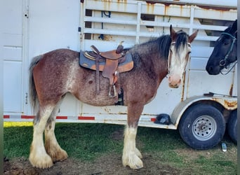 Clydesdale, Giumenta, 11 Anni, 173 cm, Baio roano