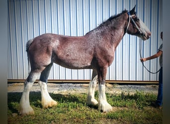 Clydesdale, Giumenta, 11 Anni, 173 cm, Baio roano