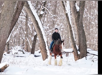 Clydesdale, Giumenta, 12 Anni, 180 cm, Baio ciliegia