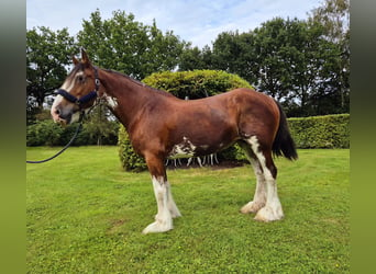 Clydesdale, Giumenta, 14 Anni, 165 cm, Baio