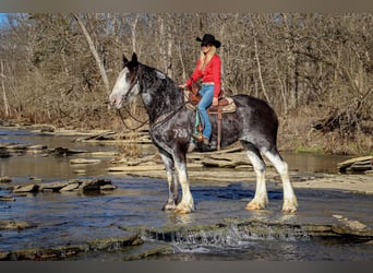 Clydesdale, Giumenta, 14 Anni, 173 cm, Morello