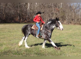 Clydesdale, Giumenta, 14 Anni, 173 cm, Morello