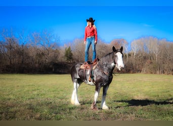 Clydesdale, Giumenta, 14 Anni, 173 cm, Morello