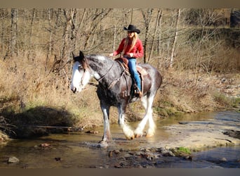 Clydesdale, Giumenta, 14 Anni, 173 cm, Morello