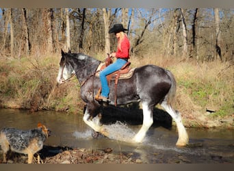 Clydesdale, Giumenta, 14 Anni, 173 cm, Morello