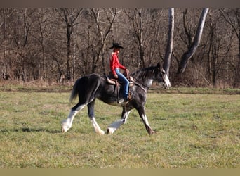 Clydesdale, Giumenta, 14 Anni, 173 cm, Morello