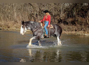 Clydesdale, Giumenta, 14 Anni, 173 cm, Morello