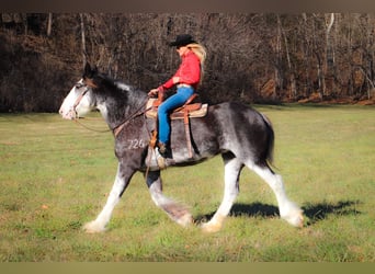 Clydesdale, Giumenta, 14 Anni, 173 cm, Morello