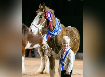 Clydesdale, Giumenta, 16 Anni, 180 cm, Baio ciliegia