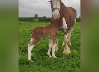 Clydesdale, Giumenta, 16 Anni, 180 cm, Baio ciliegia