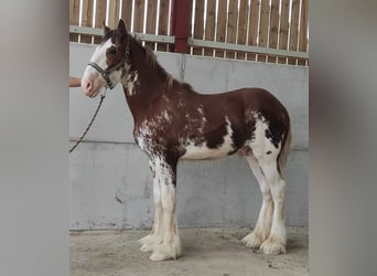 Clydesdale, Giumenta, 16 Anni, 180 cm, Baio ciliegia