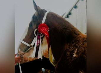 Clydesdale, Giumenta, 2 Anni