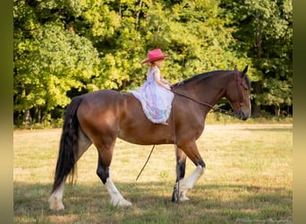 Clydesdale Mix, Giumenta, 3 Anni, 163 cm, Baio ciliegia