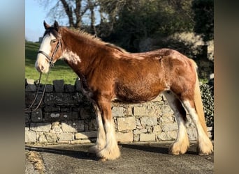 Clydesdale, Giumenta, 3 Anni, 166 cm, Baio roano