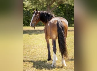 Clydesdale Mix, Giumenta, 4 Anni, 163 cm, Baio ciliegia