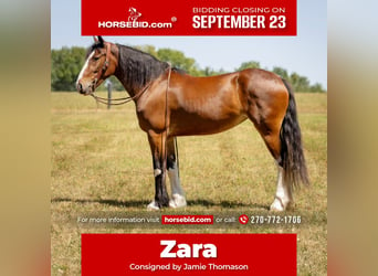 Clydesdale Mix, Giumenta, 4 Anni, 163 cm, Baio ciliegia