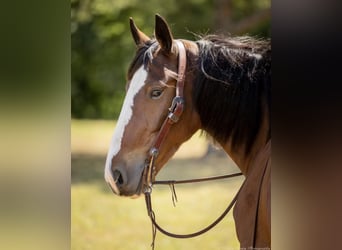 Clydesdale Mix, Giumenta, 4 Anni, 163 cm, Baio ciliegia