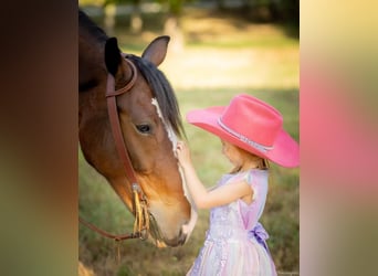 Clydesdale Mix, Giumenta, 4 Anni, 163 cm, Baio ciliegia