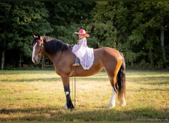 Clydesdale Mix, Giumenta, 4 Anni, 163 cm, Baio ciliegia