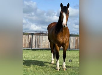 Clydesdale, Giumenta, 5 Anni, 152 cm, Baio ciliegia