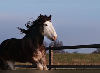 Clydesdale, Giumenta, 6 Anni, 175 cm, Baio