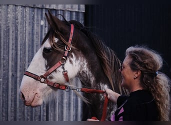 Clydesdale, Giumenta, 6 Anni, 175 cm, Baio