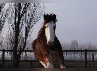 Clydesdale, Giumenta, 6 Anni, 175 cm, Baio