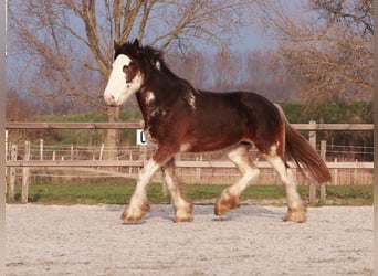 Clydesdale, Giumenta, 6 Anni, 180 cm, Baio